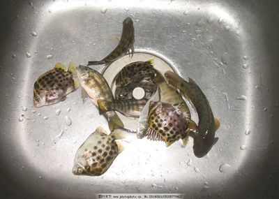 非洲金鼓魚(yú)繁殖期飼料選擇，非洲金鼓魚(yú)的繁殖期飼料選擇對(duì)于確保其健康繁殖至關(guān)重要 觀賞魚(yú)市場(chǎng)（混養(yǎng)魚(yú)） 第2張