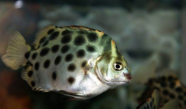 非洲金鼓魚(yú)繁殖期飼料選擇，非洲金鼓魚(yú)的繁殖期飼料選擇對(duì)于確保其健康繁殖至關(guān)重要 觀賞魚(yú)市場(chǎng)（混養(yǎng)魚(yú)） 第4張