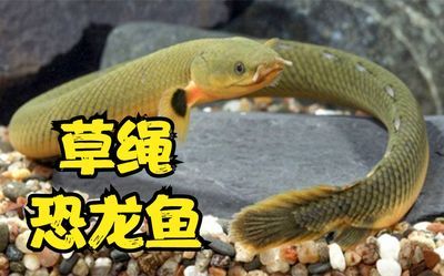 虎斑恐龍魚(yú)混養(yǎng)伴侶選擇，虎斑恐龍魚(yú)混養(yǎng)伴侶需要注意以下幾點(diǎn)，虎斑恐龍魚(yú)混養(yǎng)伴侶 虎魚(yú)百科 第5張