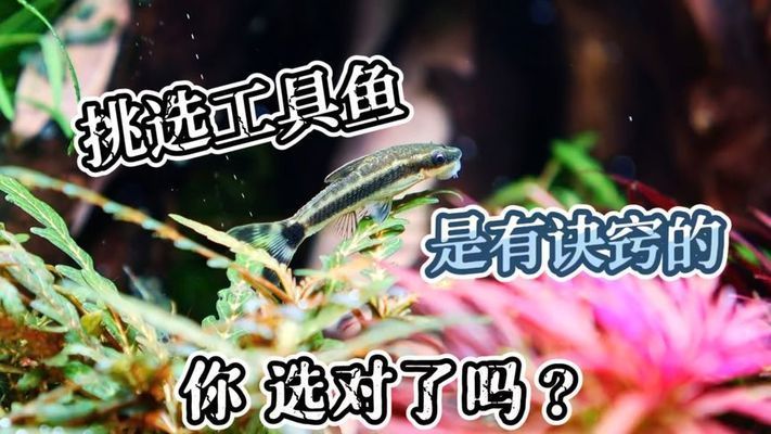 龍魚缸除藻工具魚，龍魚缸除藻工具魚推薦 魚缸百科 第1張