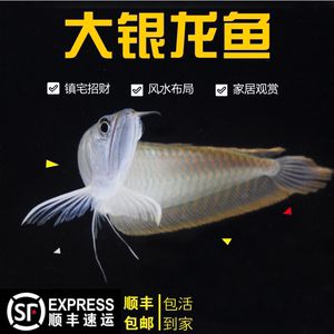 銀龍魚與家居布局關系，銀龍魚與家居風水布局技巧