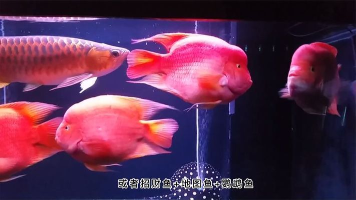 鸚鵡魚混養(yǎng)的最佳伴侶，鸚鵡魚混養(yǎng)的最佳伴侶包括哪些魚類與鸚鵡魚一起生活