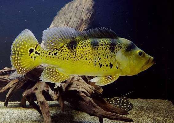 巴西亞魚苗生長期飼料的選擇標(biāo)準(zhǔn)，巴西亞魚苗在生長期對飼料的選擇有著特定標(biāo)準(zhǔn)的標(biāo)準(zhǔn) 觀賞魚市場（混養(yǎng)魚） 第3張