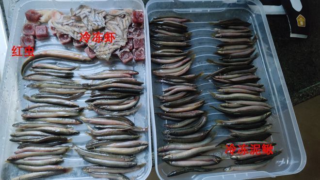 巴西亞魚苗生長期飼料的選擇標(biāo)準(zhǔn)，巴西亞魚苗在生長期對飼料的選擇有著特定標(biāo)準(zhǔn)的標(biāo)準(zhǔn) 觀賞魚市場（混養(yǎng)魚） 第4張