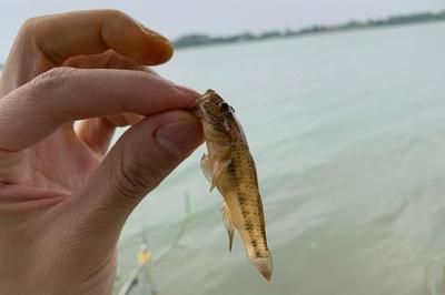 虎魚(yú)餌料訓(xùn)餌步驟，虎魚(yú)飼料適應(yīng)訓(xùn)練法 虎魚(yú)百科 第3張