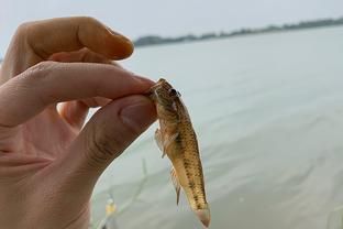 虎魚(yú)餌料訓(xùn)餌步驟，虎魚(yú)飼料適應(yīng)訓(xùn)練法 虎魚(yú)百科 第5張