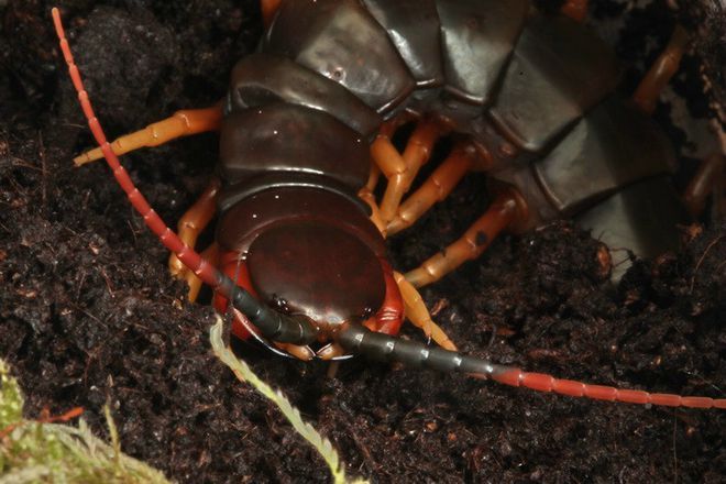 虎魚活餌料寄生蟲預(yù)防，如何有效地預(yù)防虎魚的活餌料寄生蟲問題 虎魚百科 第5張