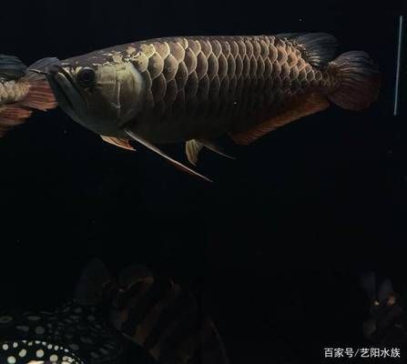 龍魚魚缸底色和背景色，如何選擇適合龍魚的魚缸裝飾