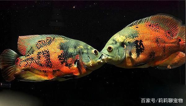 如何減少水族箱內(nèi)魚(yú)沖突，減少水族箱內(nèi)魚(yú)沖突的方法