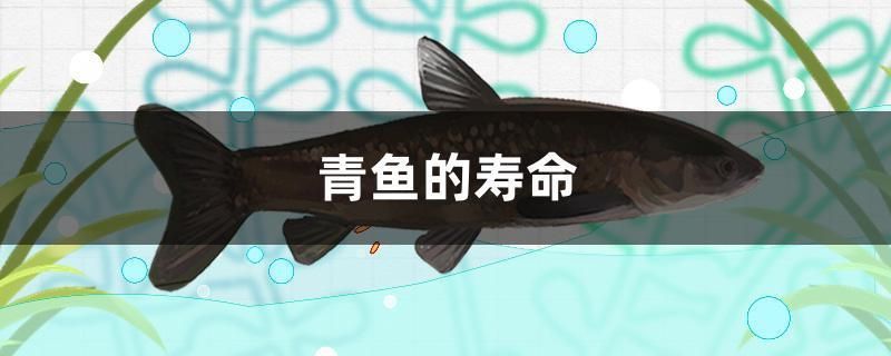 青龍魚(yú)的壽命是多少年啊，青龍魚(yú)的壽命受到多種因素影響青龍魚(yú)的壽命受到多種因素影響 龍魚(yú)百科 第3張