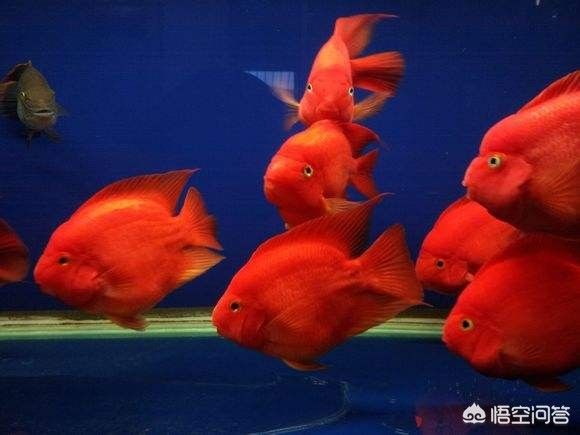 財(cái)神鸚鵡魚光照不足的后果，如何改善財(cái)神鸚鵡魚光照條件 觀賞魚市場(chǎng)（混養(yǎng)魚） 第2張