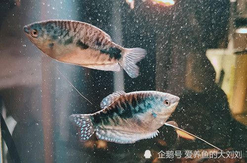 龍魚缸適合養(yǎng)什么魚，龍魚缸適合養(yǎng)一些色彩鮮艷、性格溫和、性格溫和的魚類 魚缸百科 第4張