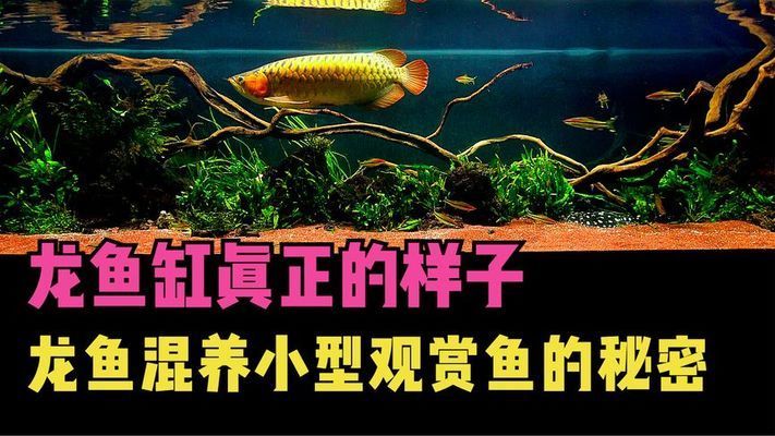 龍魚缸適合養(yǎng)什么魚，龍魚缸適合養(yǎng)一些色彩鮮艷、性格溫和、性格溫和的魚類 魚缸百科 第5張