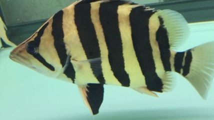 印尼虎魚(yú)繁殖常見(jiàn)問(wèn)題及解決，印尼虎魚(yú)繁殖水溫控制技巧，印尼虎魚(yú)性別鑒別實(shí)用技巧 虎魚(yú)百科 第2張