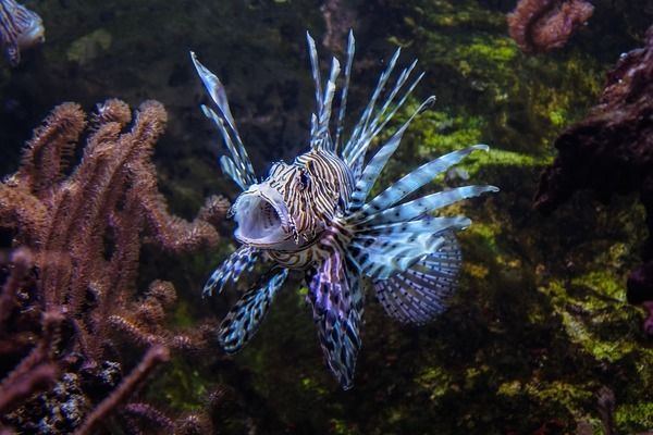 雙線側(cè)魚繁殖水質(zhì)管理方法，雙線側(cè)魚繁殖期間的水質(zhì)管理方法 觀賞魚市場(chǎng)（混養(yǎng)魚） 第1張