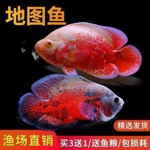 元寶鳳凰魚適宜的pH值范圍，元寶鳳凰魚水質(zhì)管理技巧，如何檢測(cè)魚缸ph值變化 觀賞魚市場(chǎng)（混養(yǎng)魚） 第4張