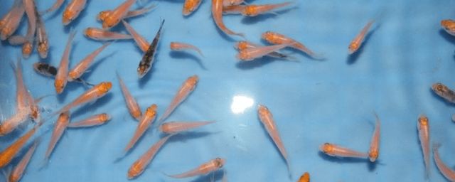 一眉道人魚苗成長速度，一眉道人魚苗最佳飼養(yǎng)溫度 觀賞魚市場(chǎng)（混養(yǎng)魚） 第3張