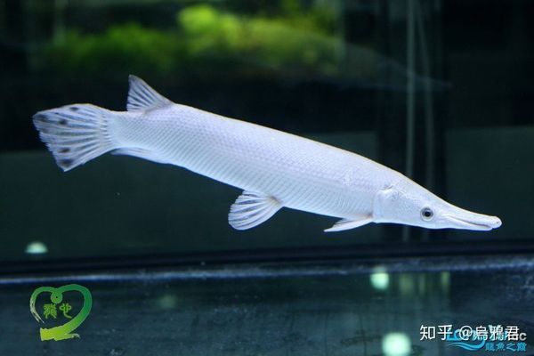 白化火箭魚繁殖行為觀察要點(diǎn)，白化火箭魚的繁殖策略和生態(tài)適應(yīng)性具有重要意義 觀賞魚市場(chǎng)（混養(yǎng)魚） 第4張