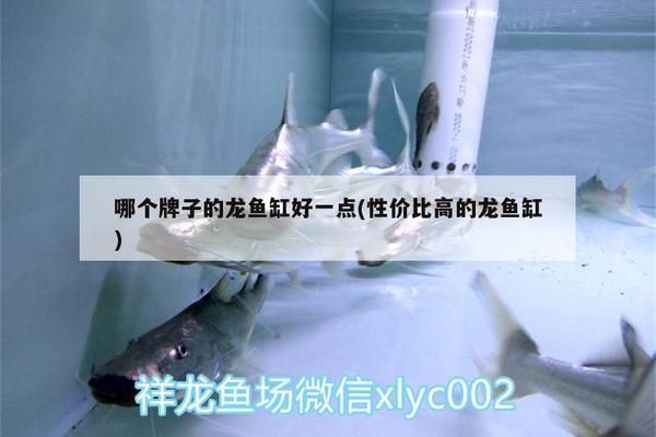 龍魚缸哪個牌子性價比高些，龍魚缸材質對比評測