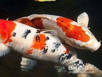 幼魚期丹頂錦鯉營養(yǎng)需求，丹頂錦鯉幼魚飼料選擇指南 觀賞魚市場（混養(yǎng)魚） 第2張