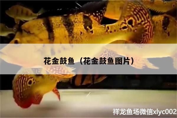 幼魚期丹頂錦鯉營養(yǎng)需求，丹頂錦鯉幼魚飼料選擇指南 觀賞魚市場（混養(yǎng)魚） 第4張