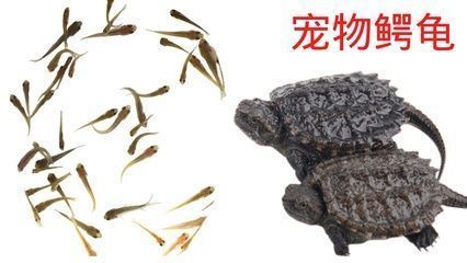 龍魚喂食小魚仔好不好，龍魚喂食小魚仔對(duì)它們的生長(zhǎng)和健康有積極影響它們的生長(zhǎng)和健康 龍魚百科 第2張