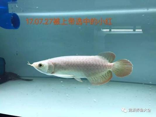 龍魚喂食小魚仔好不好，龍魚喂食小魚仔對(duì)它們的生長(zhǎng)和健康有積極影響它們的生長(zhǎng)和健康 龍魚百科 第4張