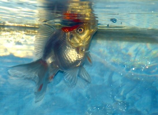 印尼三紋虎魚(yú)活餌消毒步驟，三紋虎魚(yú)活餌選擇技巧,高錳酸鉀消毒注意事項(xiàng) 虎魚(yú)百科 第5張