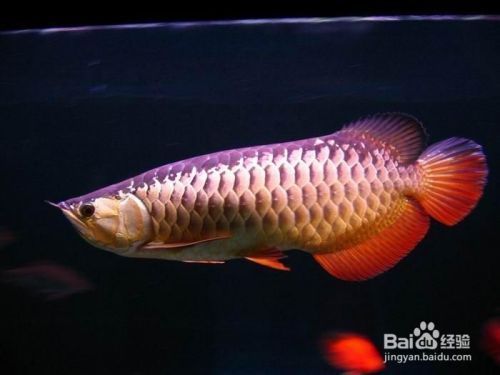 金龍魚適宜的飼料搭配，金龍魚的飼料搭配 觀賞魚市場（混養(yǎng)魚） 第5張