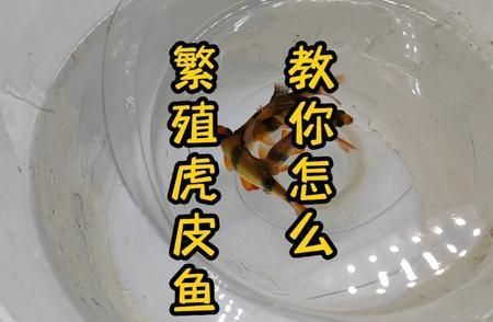 如何提高四紋虎魚繁殖成功率，四紋虎魚繁殖水質(zhì)調(diào)控方法四紋虎魚繁殖水質(zhì)調(diào)控方法