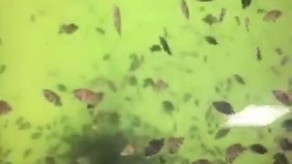 印尼虎魚苗飼料選擇技巧，印尼虎魚苗的飼料選擇對(duì)于其健康成長(zhǎng)至關(guān)重要以下技巧 虎魚百科 第4張