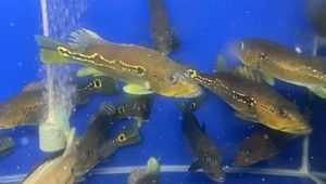 泰國虎魚與申古三間魚混養(yǎng)案例，泰國虎魚與申古三間魚混養(yǎng) 虎魚百科 第4張