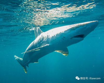 球鯊魚的攻擊行為研究，球鯊魚攻擊行為的預(yù)防措施，鯊魚感官系統(tǒng)與攻擊行為的關(guān)系 觀賞魚市場(chǎng)（混養(yǎng)魚） 第1張