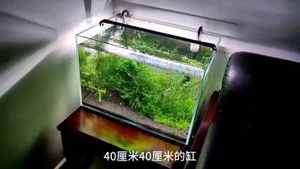 帝王血鉆魚缸布置技巧，帝王血鉆魚布置技巧 觀賞魚市場（混養(yǎng)魚） 第5張