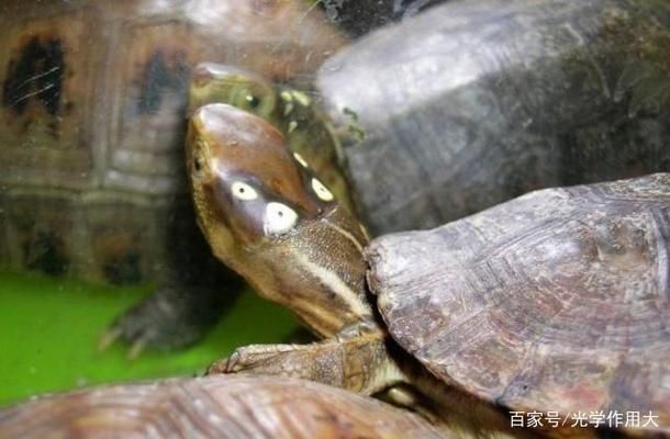 眼斑鯛適宜的水溫范圍，眼斑鯛對水溫的要求 觀賞魚市場（混養(yǎng)魚） 第5張