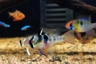 元寶鳳凰魚繁殖期飼料選擇，元寶鳳凰魚繁殖期飼料選擇元寶鳳凰魚繁殖期飼料選擇