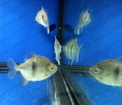 粗線銀板魚苗飼料品牌推薦，粗線銀板魚苗飼料品牌：永紅魚糧yonho銷量領先原因 觀賞魚市場（混養(yǎng)魚） 第5張