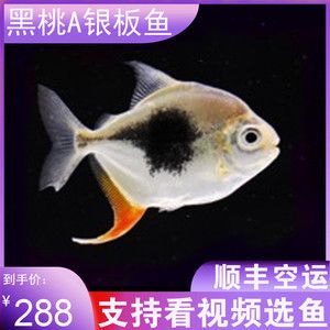 粗線銀板魚苗飼料品牌推薦，粗線銀板魚苗飼料品牌：永紅魚糧yonho銷量領先原因 觀賞魚市場（混養(yǎng)魚） 第2張