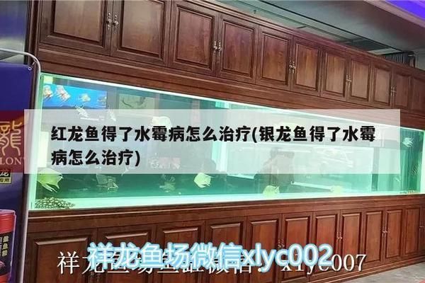 繁殖后黃金河虎魚飼料搭配建議，黃金河虎魚繁殖后投喂技巧,黃金河虎魚繁殖后水質(zhì)管理 觀賞魚市場(chǎng)（混養(yǎng)魚） 第1張