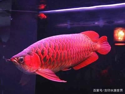 買紅龍魚要注意什么，如何辨別紅龍魚真?zhèn)?，紅龍魚發(fā)色技巧分享