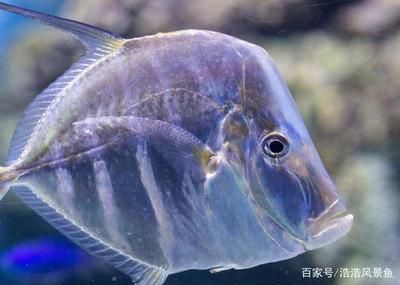 泰國虎魚人工繁殖技術進展 觀賞魚市場（混養(yǎng)魚） 第3張