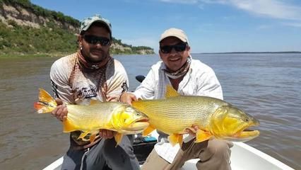 黃金河虎魚，黃金河虎魚與其他魚類混養(yǎng)技巧