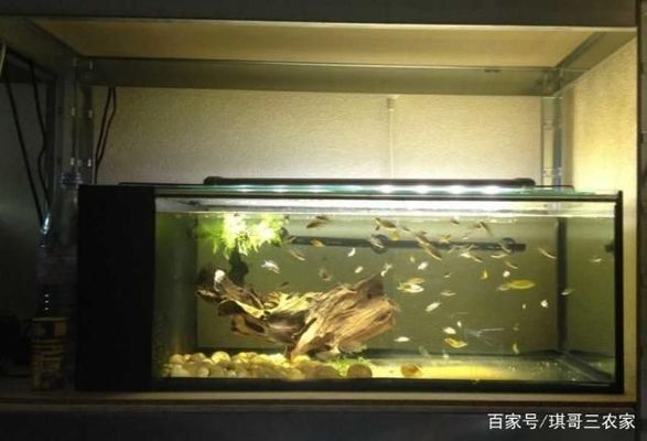 金龍魚(yú)魚(yú)缸過(guò)濾材料擺放順序，金龍魚(yú)魚(yú)缸的過(guò)濾材料擺放順序 魚(yú)缸百科 第5張