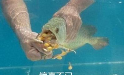 龍魚會把自己餓死嗎，龍魚幾天不吃東西會死亡嗎？ 龍魚百科 第3張