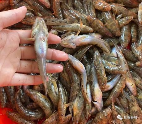 泰國虎魚人工繁殖成本控制，泰國虎魚人工繁殖成本控制案例，泰國虎魚繁殖成本控制案例 虎魚百科 第5張