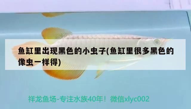 龍魚缸里有黑色的小蟲，如何處理龍魚缸中的黑色小蟲 魚缸百科 第2張