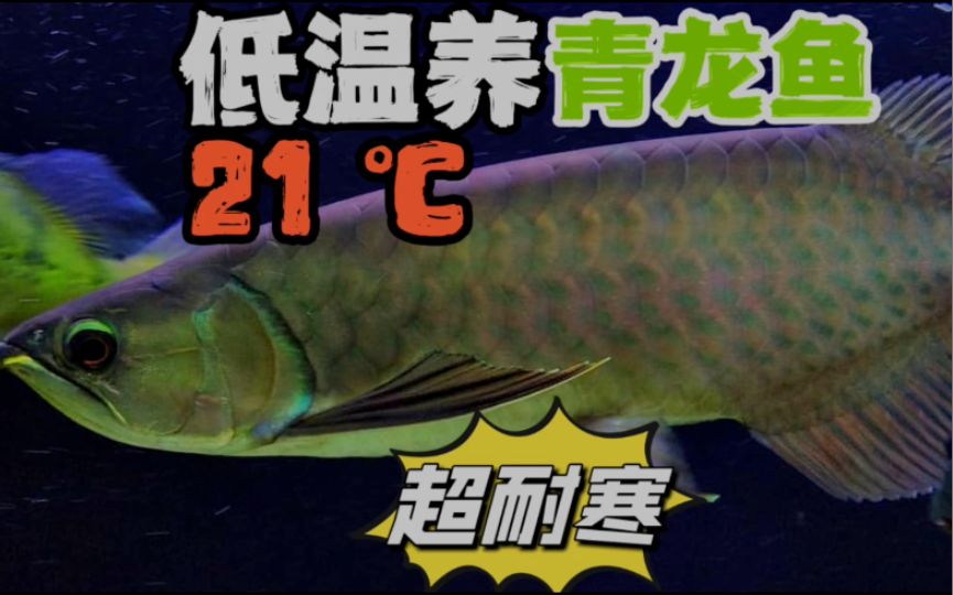 成年青龍魚最佳飼養(yǎng)環(huán)境，成年青龍魚的最佳飼養(yǎng)環(huán)境 觀賞魚市場（混養(yǎng)魚） 第3張