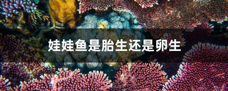 蘇虎苗體表?yè)p傷識(shí)別，蘇虎苗體表?yè)p傷的識(shí)別 虎魚(yú)百科 第1張