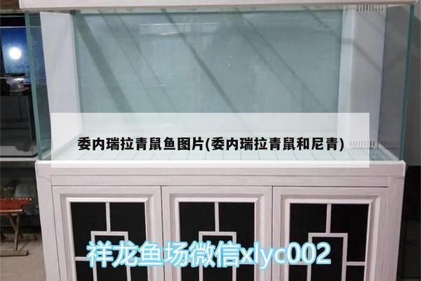 蘇虎苗體表?yè)p傷識(shí)別，蘇虎苗體表?yè)p傷的識(shí)別 虎魚(yú)百科 第2張