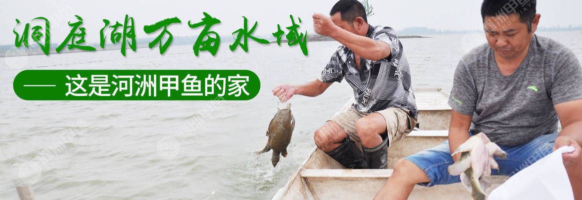 虎魚(yú)苗活餌料消毒方法，虎魚(yú)苗活餌料怎么消毒 虎魚(yú)百科 第3張